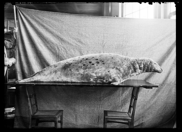 Szary pies morski (wypch.) 107.